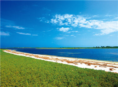 The dried seagrasses on the white beach look like strips of brown litters from a distance, but the areas under the seagrasses are moist and warm and offer a pleasant environment for many creatures. /by Jin-yuan Dai