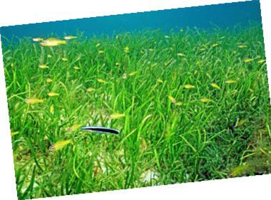 Seagrasses can form the most nutritious and comfortable “delivery room” for marine creatures in Dongsha lagoon and thus help breed sustainable marine resources. / Photo provided by Marine National Park Headquarters