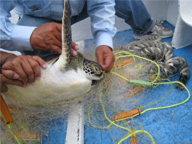 The Dongsha patrol team of CGA and the researchers of Dongsha management station worked together to save two little sea turtles trapped in the fishnet on May 7, 2010, which served as a successful example of conservation work.