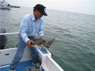 The Dongsha patrol team of CGA and the researchers of Dongsha management station worked together to save two little sea turtles trapped in the fishnet on May 7, 2010, which served as a successful example of conservation work.