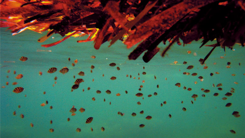 Indo-Pacific sergeant (Abudefduf vaigiensis) under the atoll seaweed's scraps. /by Hui-ru Chen