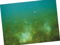 黃金魚參likes to swim around the sharks (to eat the scraps of shark's chew), and the sandy soil would be raised when the group of 黃金蔘 appears. Anyone encounters the黃金魚參 in the sea should be on the alert. /by Hui-ru Chen