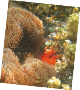 The picture shows mother of the clown fish (Amphiprioninae) and its eggs, which is a scene can only be spotted in animation or aquarium for most people, one can see it with one's own eyes in Dongsha's ocean. /by Hui-ru Chen