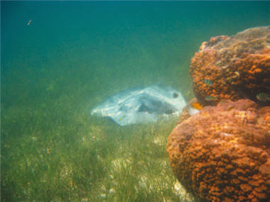 A ray is no less aggressive than a shark; one must keep a distance from it. /by Hui-ru Chen