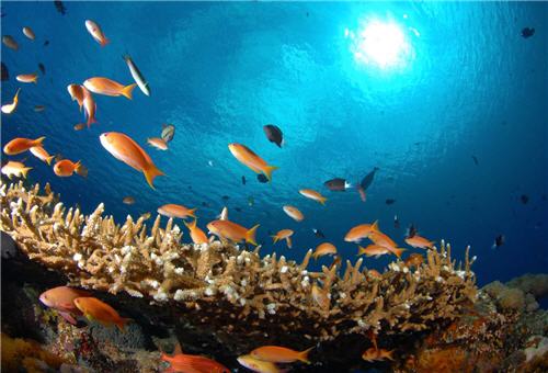 Artificial reefs have obstructed trawling practices and served as habitats for sea life, so the beautiful scenes that schools of fish swim under the sea can be seen. Artificial reefs have now proven to be a monumental achievement in the history of conservation and restoration. / by Yung-chun Tsay
