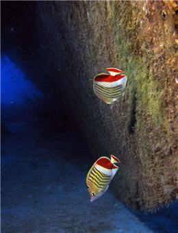 One can observe rich marine ecology around artificial reefs, which seem to be stable houses for marine creatures. /by blogger A-Zhu