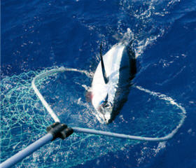 While we relish the seafood, we should also learn how to utilize the marine resources in a proper extent. Let's not make marine culture equal to seafood culture. / by tono