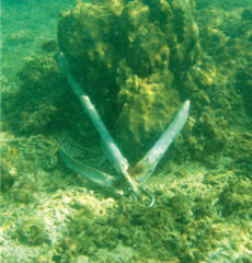 Improper behaviors by humans often bring irreversible damage to the ocean. The picture shows how anchoring can hurt the coral reefs. / Photo provided by Zai-quan Xiao