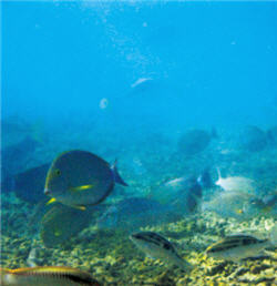 After Houbihu was designated as an MRPDA, the marine creatures in it finally have a chance to flourish./ Photo provided by Kenting National Park