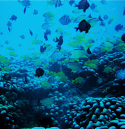Later numerous tropical fish can be spotted swimming in the lagoon. / Photo provided by Kenting National Park