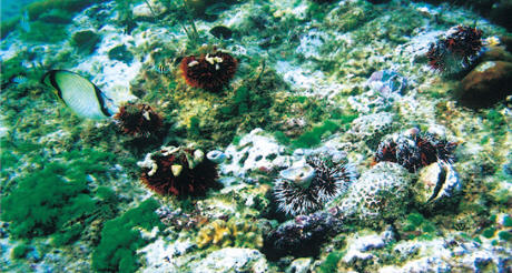 The fact that Houbihu MRPDA abounds with sea urchins really cheers conservationists up. / Photo provided by Houbihu Police Squad