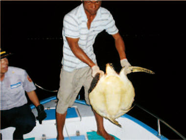 Saving dying butterflyfish, protecting Green Turtle (Chelonia mydas), and so on; these are the many difficulties KTNP staff must brave while implement their conservation tasks. / Photo provided by Kenting National Park