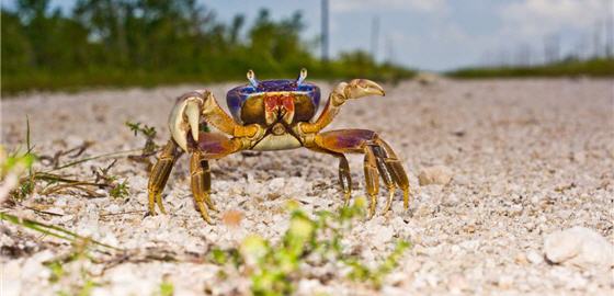 Habitats of the land crabs often overlap those of humans, so land crabs have to compete with people and the traffic on the road all the time; they need the helping hands from conservationists. / by Jonathan