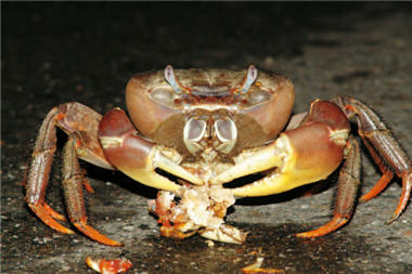 Cardisoma carnifex is eating a Sesarmops intermedisus crushed by a car. The former is a large-sized crab on the land, and tends to be captured by humans easily. /Photo provided by Hung-chang Liu