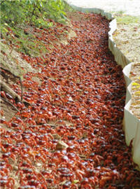 Christmas Island in Australia is famous for its innumerable Gecarcoidea natalis, but there are only 21 crab species on the island. The diversity is much lower than that of Kenting. /Photo provided by Hung-chang Liu