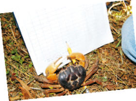 The research on land crabs are not in popular demand, but Liu and his team still insist on fighting for the conservation of land crabs with enthusiasm. /Photo provided by KTNP