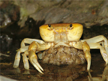 Land crabs have various ways of reproduction. Take Taiwan's endemic species Geothelphusa albogilva Shy Ng and Yu for example. It directly hatches its baby crabs without laying any eggs at the seaside, so they can live more deeply inland. / Photo provided by Hung-chang Liu