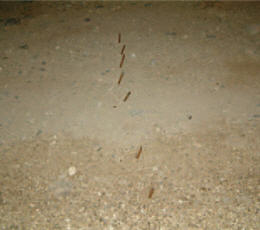 Pictures show that the route of police's patrol car had been put nails that caused serious blowouts of the tires. / Photo provided by Zai-quan Xiao