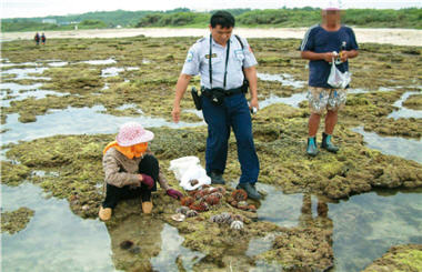 The high economic value of urchins had made fishermen willing to violate the law and forage illegally. In order to save the space, the urchins would mostly be cut apart and rid of their internal organs right after being caught. / Photo provided by Zai-quan Xiao