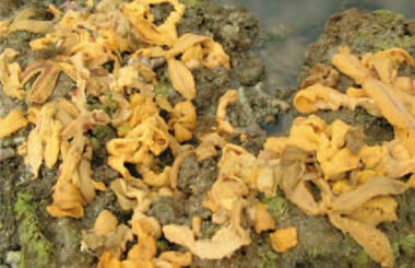 The high economic value of urchins had made fishermen willing to violate the law and forage illegally. In order to save the space, the urchins would mostly be cut apart and rid of their internal organs right after being caught. / Photo provided by Zai-quan Xiao