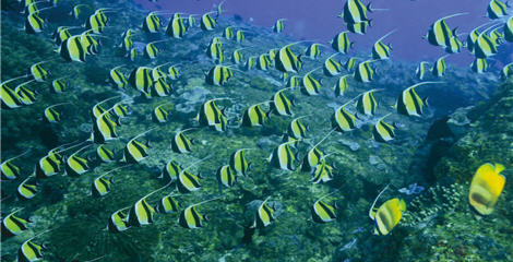 Let's help make marine resources grow and keep this precious gift for our next generation. / Photo provided by diving coach Zhi-cong Wang