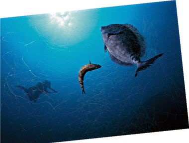 It is sad to see the fish stuck in the limpid fishnet and unable to do anything but wait to die.