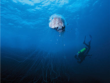The body and the tentacles of Phacellophora sp. are poisonous; even professional divers have to be careful and stay away from them.