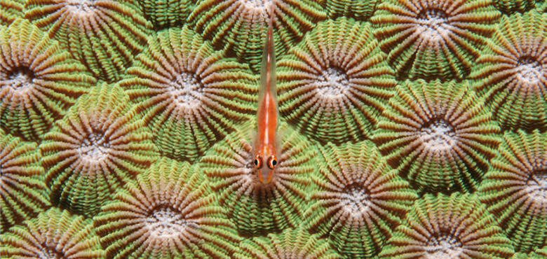 A Pleurosicya micheli is waiting for its prey on the colorful Favites flexuosa.