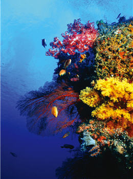 After more than two decades, the coral polyps which fell on the wreck of a ship has become a mysterious and fantastic part under the sea.