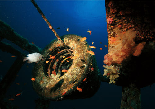 Sea Goldies (Pseudanthias squamipinnis) and Chromis fumeus are swimming around the rubber tires which flow with water.