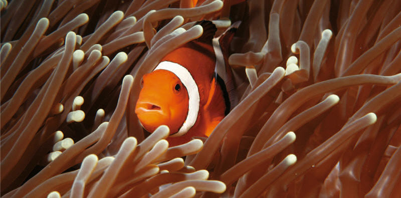 The cute Clownfish (Amphiprion ocellaris) is known to people in Taiwan through Finding Nemo. Clownfish and anemones are symbiotic.