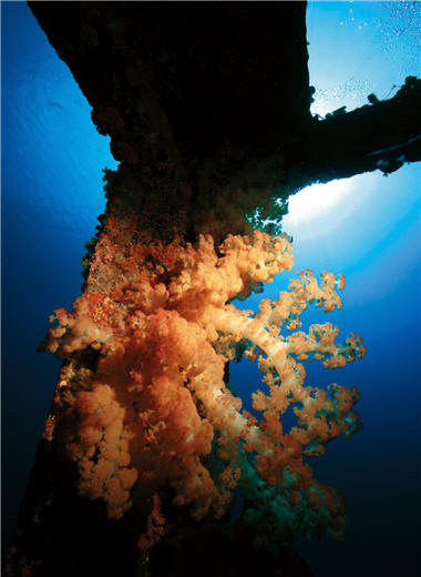 Strong currents bring rich nutrients so the artificial reef is fully covered with soft corals (Alcyonacea).