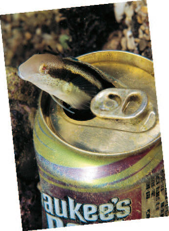 A Combtooth blenny lives in a can, creating an ironic scene in the sea.