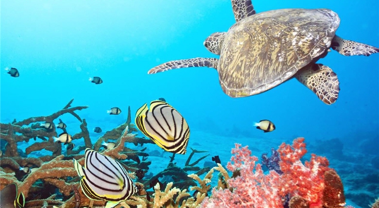 In addition to various schools of fish, there are also giant sea turtles in the non-polluted Ocean. /by olga