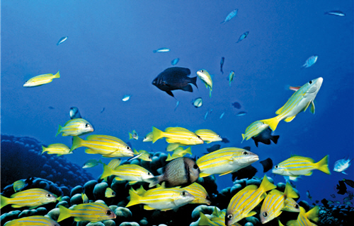 Kenting National Park is the first of its kind in Taiwan that covers coral reefs with abundant sea creatures, which predominantly characterize KTNP. ／ by Yung-chun Tsay