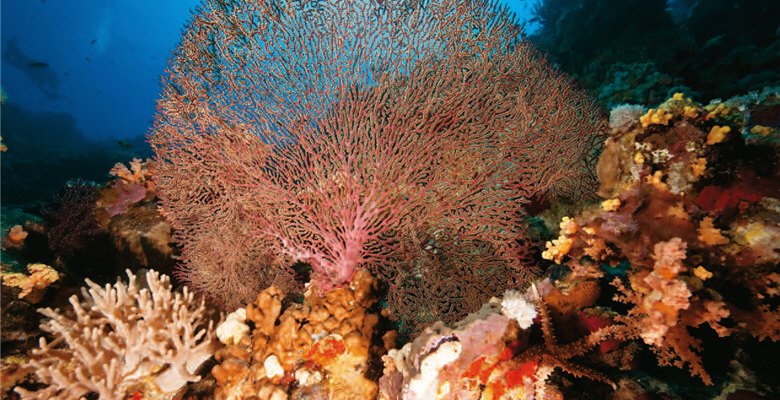 The sea fan is pygmy seahorses' host. / by Stephan