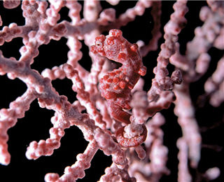 The pygmy seahorse is so tiny that it is also called “the fairy in the sea.” / by Yung-chun Tsay