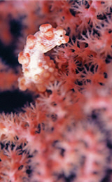 The pygmy seahorse is so tiny that it is also called “the fairy in the sea.” / by Yung-chun Tsay