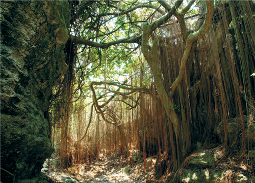 Aerial roots of “Plate Marabutans” (Ficus microcarpa) constitutes a beautiful curtain naturally, the scene is quite stunning. / Photo provided by Trongman Co.Ldiv><img height=