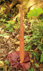 Taiwan Amorphophallus /by A-qin