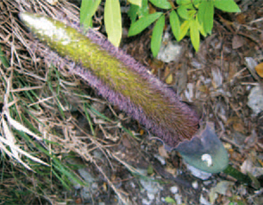Close-up of Taiwan Titan Arum /by Guo-yuan Wu