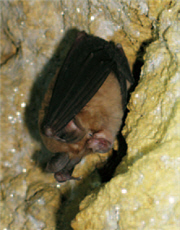 Rhinolophus monoceros / by Guo-qin Wu