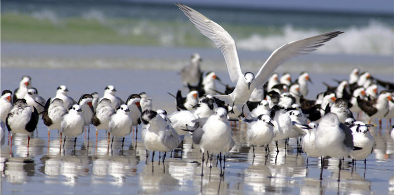 Feathery Tales in Formosa