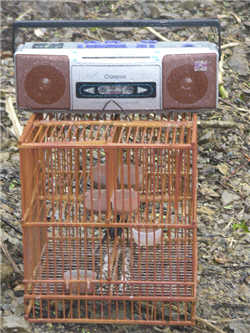 A bird hunter set up a bird trap by using a fake bird as lure and playing audiotaped bird chirps.