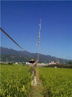 Dead bodies of birds would be hung up high in the field as a deterrent to birds. / by Reporter Jian-wang Luo