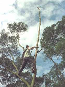 Bird lovers would brave the danger and climb up high to remove the bird traps and nets.