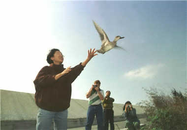 Upon being released by a volunteer of Chinese Wild Bird Federation, a Teal (Anas Crecca) which had been kept in captive because of an injury flew toward the sky and the Nature