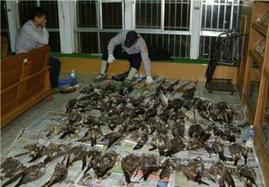 In 2004, Kenting National Park Police Squad raided the illegal capture of Grey-faced Buzzards (Butastur indicus) in midnight, but unfortunately, the hunters had already ran away when the police arrived. Picture on the right shows the 68 dead bodies of Grey-faced Buzzards discovered by the police on that day. (2)