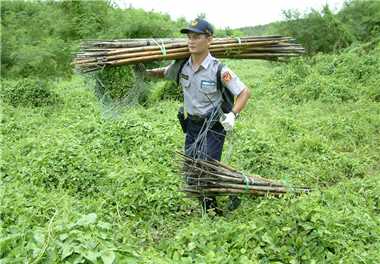 Tearing down countless bird trapping sticks by hands is one of the missions that Kenting National Park Police Squad must do when implementing migratory birds' conservation. / Photo provided by Zai-quan Xiao