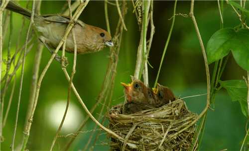 The picture shows a Red-headed Tree Babbler (Stachyris ruficeps) feeds its children by herself. The scene is so precious that we should cherish and protect it. /by Su-lan Chiu-Lu